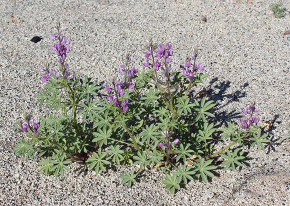  Lupinus arizonicus